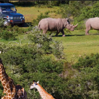 KRUGER