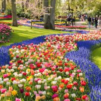 Keukenhof-
